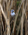 Ime datoteke=Brkata_sinica_Bearded_tit_Panurus_biarmicus_Timalije_Timaliidae_03.jpg
Velikost datoteke=157KB
Dimenzija=648x800
Datum objave=08.03.2009 Brkata_sinica_Bearded_tit_Panurus_biarmicus_Timalije_Timaliidae_03.jpg