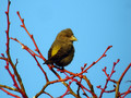 Ime datoteke=Mali_krivokljun_Crossbill_Loxia_curvirostra_Scinkavci_Fringillidae_05.jpg
Velikost datoteke=139KB
Dimenzija=800x600
Datum objave=08.03.2009 Mali_krivokljun_Crossbill_Loxia_curvirostra_Scinkavci_Fringillidae_05.jpg