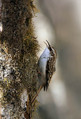 Dolgoprsti_plezalcek_Treecreeper_Certhia_familiaris_Drevesni_plezalcki_Certhiidae_01.jpg