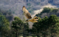 Ime datoteke=Pepelasti_lunj_Hen_harrier_Circus_cyaneus_Orli_Accipitridae_03.jpg
Velikost datoteke=167KB
Dimenzija=800x507
Datum objave=16.03.2009 Pepelasti_lunj_Hen_harrier_Circus_cyaneus_Orli_Accipitridae_03.jpg