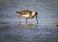 Ime datoteke=Crni_martinec_Spotted_redshank_Tringa_erythropus_Kljunaci_Scolopacidae_02.jpg
Velikost datoteke=153KB
Dimenzija=800x586
Datum objave=09.04.2009 Crni_martinec_Spotted_redshank_Tringa_erythropus_Kljunaci_Scolopacidae_02.jpg