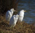 Ime datoteke=Kravja_caplja_Bubulcus_ibis_Caplje_Ardeidae_01.jpg
Velikost datoteke=143KB
Dimenzija=700x678
Datum objave=09.04.2009 Kravja_caplja_Bubulcus_ibis_Caplje_Ardeidae_01.jpg