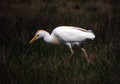 Ime datoteke=Kravja_caplja_Bubulcus_ibis_Caplje_Ardeidae_02.jpg
Velikost datoteke=135KB
Dimenzija=800x560
Datum objave=09.04.2009 Kravja_caplja_Bubulcus_ibis_Caplje_Ardeidae_02.jpg