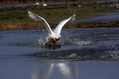 Labod_grbec_Mute_swan_Cygnus_olor_Plovci_Anatidae_08.jpg