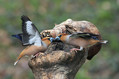 Dlesk_Hawfinch_13.jpg