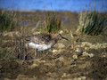 Mali_skurh_Whimbrel_Numenius_phaeopus_Kljunaci_Scolopacidae_01.jpg