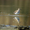 Ime datoteke=togotnik_Ruff_Philomachus_pugnax_Kljunaci_Scolopacidae_01.jpg
Velikost datoteke=126KB
Dimenzija=700x700
Datum objave=24.04.2009 togotnik_Ruff_Philomachus_pugnax_Kljunaci_Scolopacidae_01.jpg