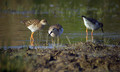 Ime datoteke=togotnik_Ruff_Philomachus_pugnax_Kljunaci_Scolopacidae_02.jpg
Velikost datoteke=102KB
Dimenzija=850x512
Datum objave=24.04.2009 togotnik_Ruff_Philomachus_pugnax_Kljunaci_Scolopacidae_02.jpg