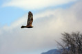 Ime datoteke=Rjavi_lunj_Marsh_harrier_Circus_aeruginosus_Orli_Accipitridae_03.jpg
Velikost datoteke=142KB
Dimenzija=800x533
Datum objave=10.05.2009 Rjavi_lunj_Marsh_harrier_Circus_aeruginosus_Orli_Accipitridae_03.jpg