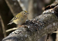 Rumenoglavi_kraljicek_Goldcrest_06.jpg