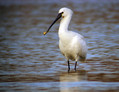 Zlicarka_Spoonbill_Platalea_leucorodia_Ibisi_Threkiornithidae_01.jpg