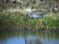 Ime datoteke=Rdecenogi_martinec_Redshank_Tringa_totanus_Kljunaci_Scolopacidae_01.jpg
Velikost datoteke=159KB
Dimenzija=800x600
Datum objave=19.05.2009 Rdecenogi_martinec_Redshank_Tringa_totanus_Kljunaci_Scolopacidae_01.jpg