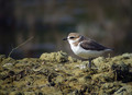 Ime datoteke=Beloceli_dezevnik_Kentish_plover_Charadrius_alexandrius_Dezevniki_Charadriidae_05.jpg
Velikost datoteke=152KB
Dimenzija=800x582
Datum objave=04.06.2009 Beloceli_dezevnik_Kentish_plover_Charadrius_alexandrius_Dezevniki_Charadriidae_05.jpg