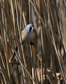 Ime datoteke=Brkata_sinica_Bearded_tit_Panurus_biarmicus_Timalije_Timaliidae_04.jpg
Velikost datoteke=147KB
Dimenzija=627x800
Datum objave=10.06.2009 Brkata_sinica_Bearded_tit_Panurus_biarmicus_Timalije_Timaliidae_04.jpg